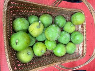 Zapotes blanco 1.00 each