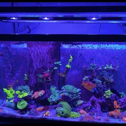 5 Kessil A360x Tuna Blue 2 Spectral ControllerX