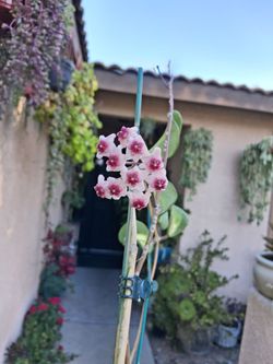 Blooming INNER Variegated Hoya Obovata Plant $38