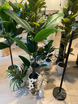 House Plants