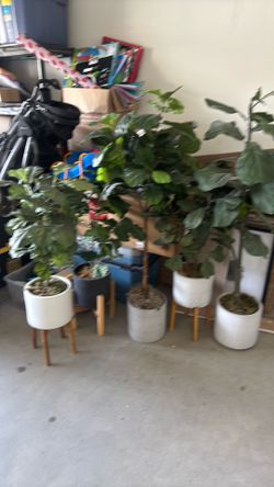 Artificial fiddle leaf plants with base