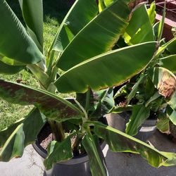 Dwarf Banana Trees 1 - 2 Ft Tall