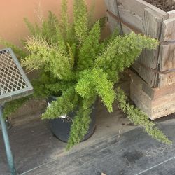 Fern