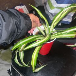 Spider Plants