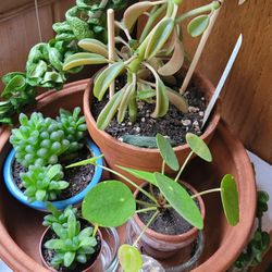 A Collection Of Plants 