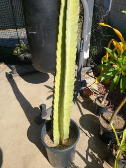 Beautiful 4 Foot Cactus