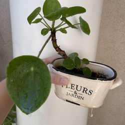 Pilea Plant In Distress Pot