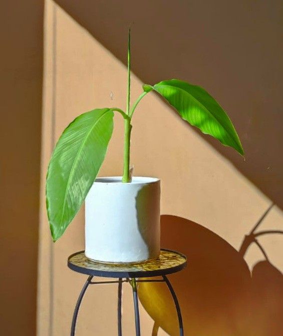 Banana Tree Statement Plant/ House Plant/ Indoor Plant  Flower Patio Garden 