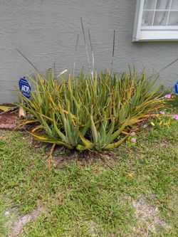 Aloe Vera Plant Set