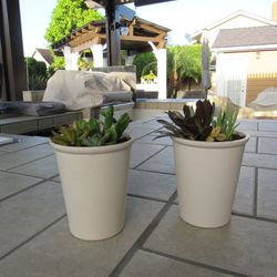 Pair Of Beige Garden Pots With Succulents