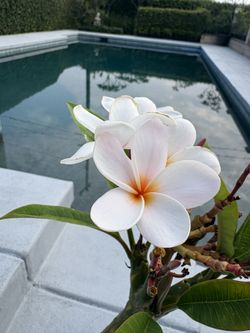 Plumeria