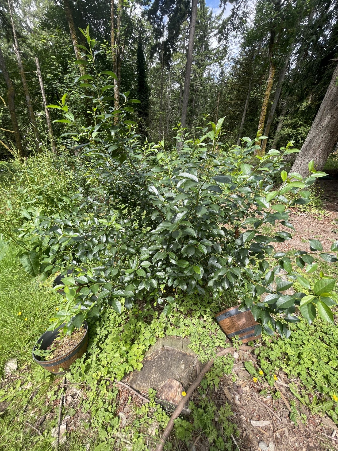 Bush Cherry Plants