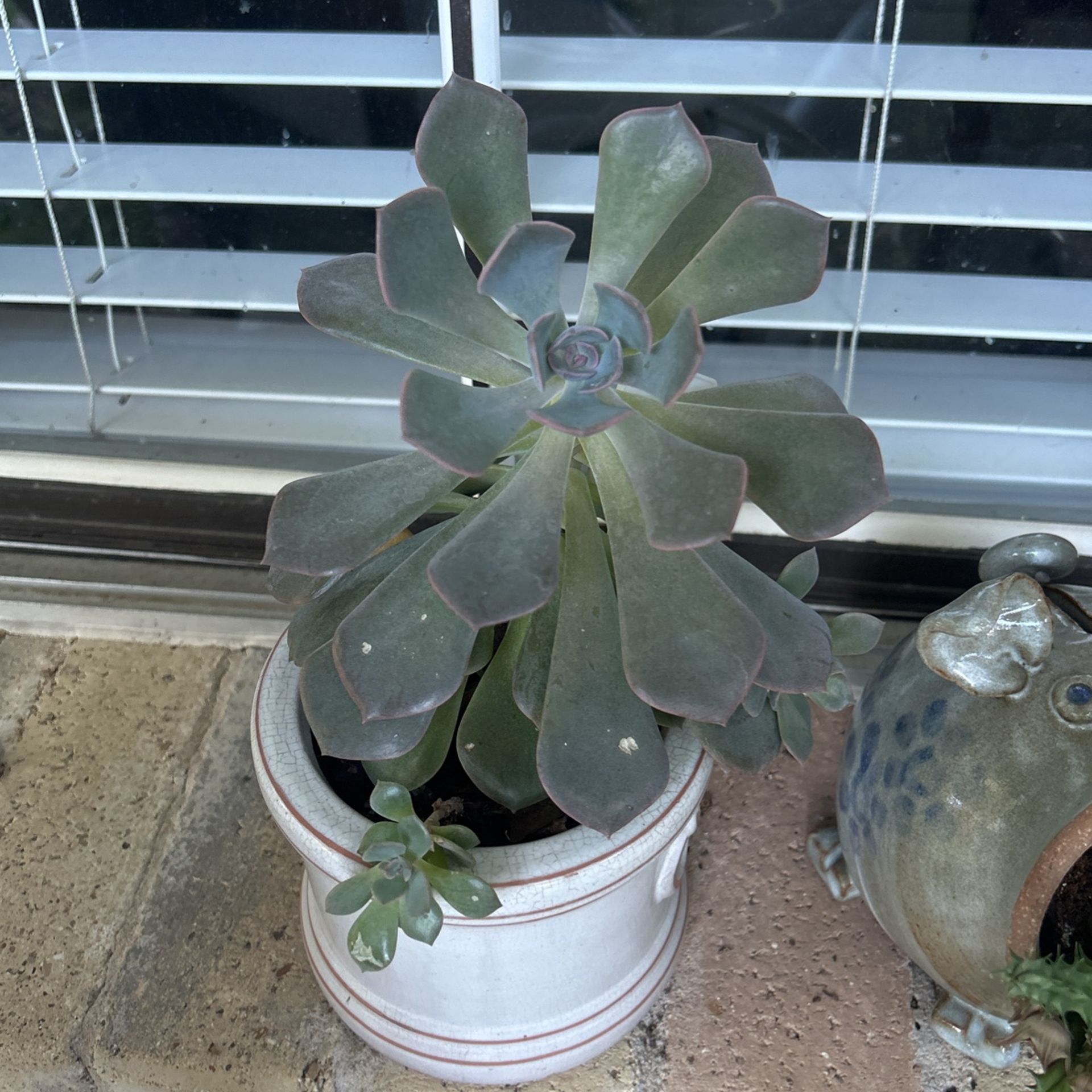 Succulents