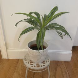 Dracaena real plant with pot and Stand