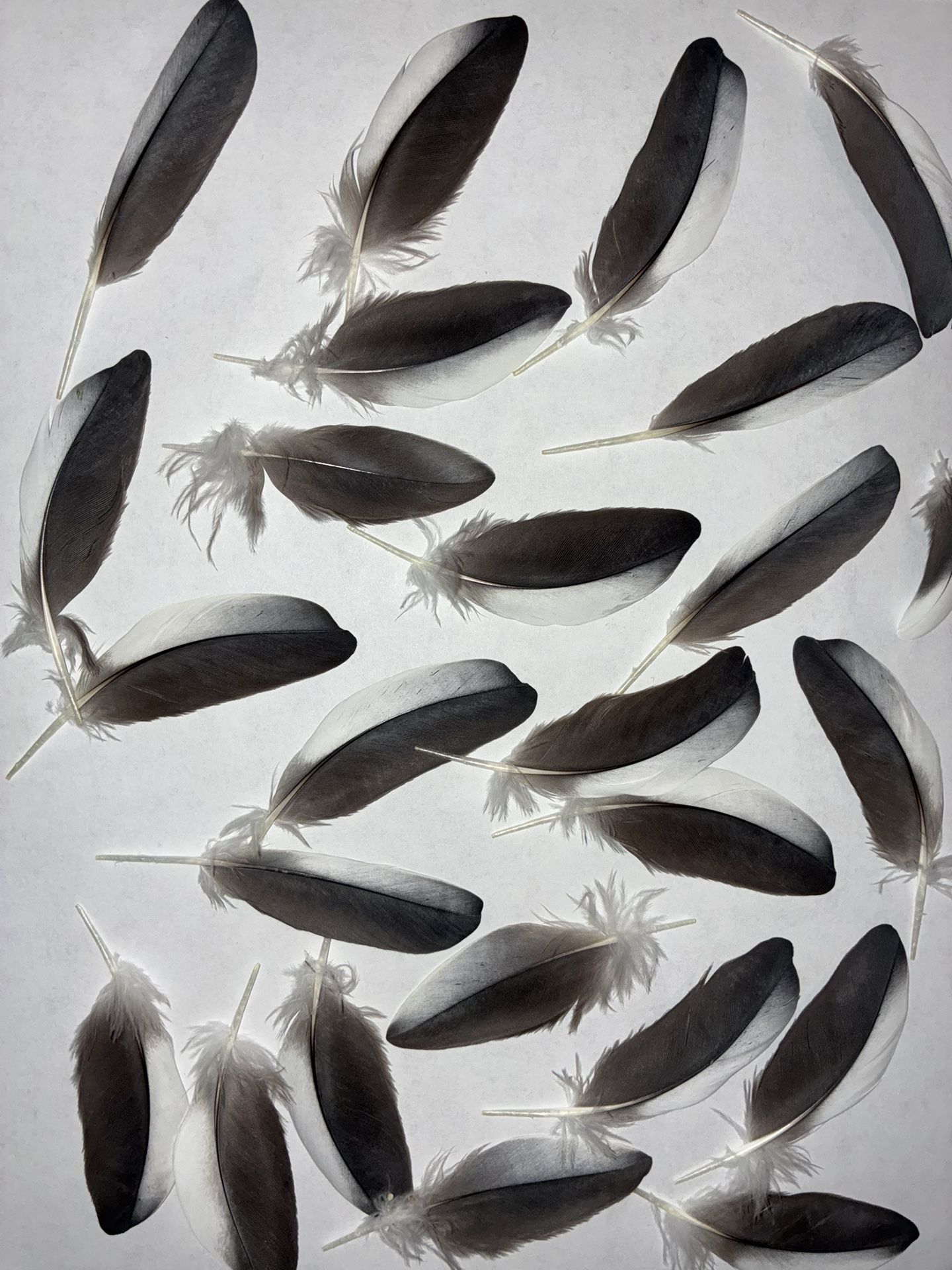 Cockatiel Feathers