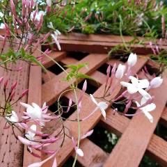 Pink Jasmine Vining Plant