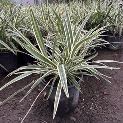 Daniella Variegated 