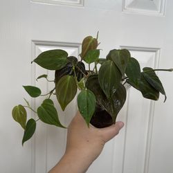 Philodendron Micans plant