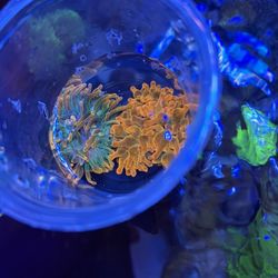 Fake Anemone Decoration