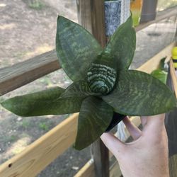 Sansevieria Plant 2