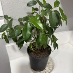 Healthy Ficus Tree (Weeping Fig) – Live Indoor Plant