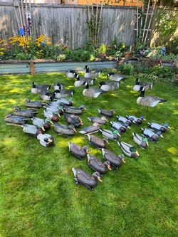 Large Lot of Duck and Goose Decoys