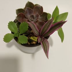 Succulent Garden For Sale 