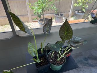 PLANTS PLANTS PLANTS!