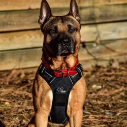 No Pull Dog Harness, Large