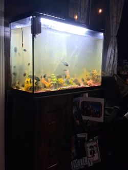 Big fish tank complete 5w5T