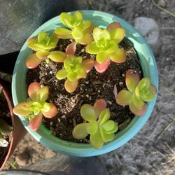 Plant Succulent All Three Plant $10