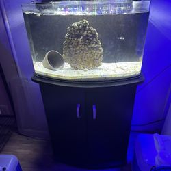 30 Gallon Rimless Bow Front AIO