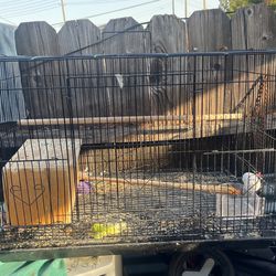 Bird Cage