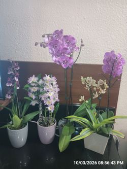 Orchids (4)