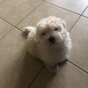 Pablo