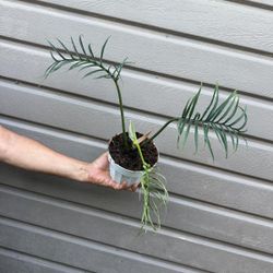 6” philodendron tortum