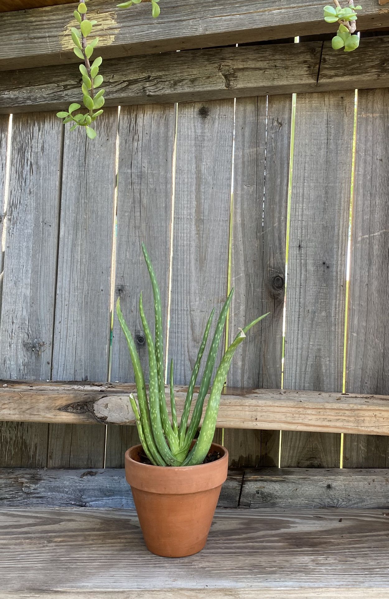 Small Aloe Vera Plant
