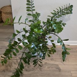ZZ Plant