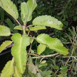 Leaf Of Life House Plant Landscape Plant