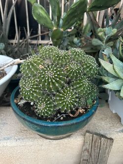 Cactus 🌵