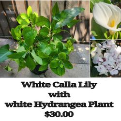 White Calla Lily Plant With White Hydrangea Plant 