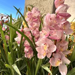 Big Cymbidium Orchid Japan Địa Lan Nhật Cây Lớn