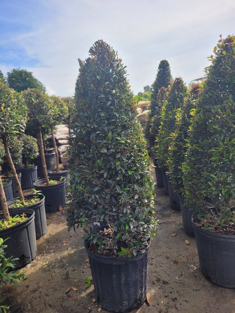 TOPIARIES SMALL 