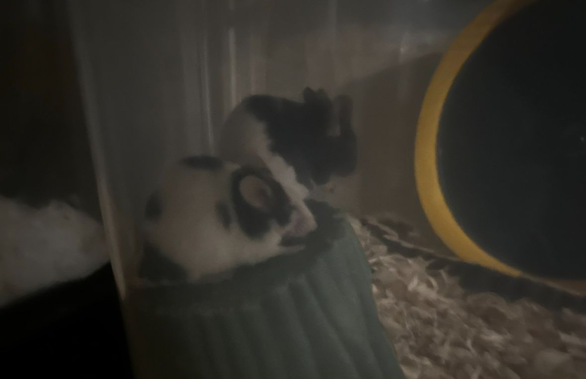 Two Fancy Mice 🐁 NOT FEEDERS!!