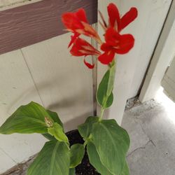 CANNA LILY RED FLOWER EXTERIOR PLANT / $10 / FLOR ROJA / NELLIS BLVD & CHEYENNE AVE 