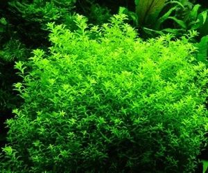 Live Aquarium Plant – Green Aquatic Stem Plant