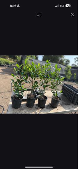 Ficus Nitida Trees For Privacy Hedges - 1 Gallon