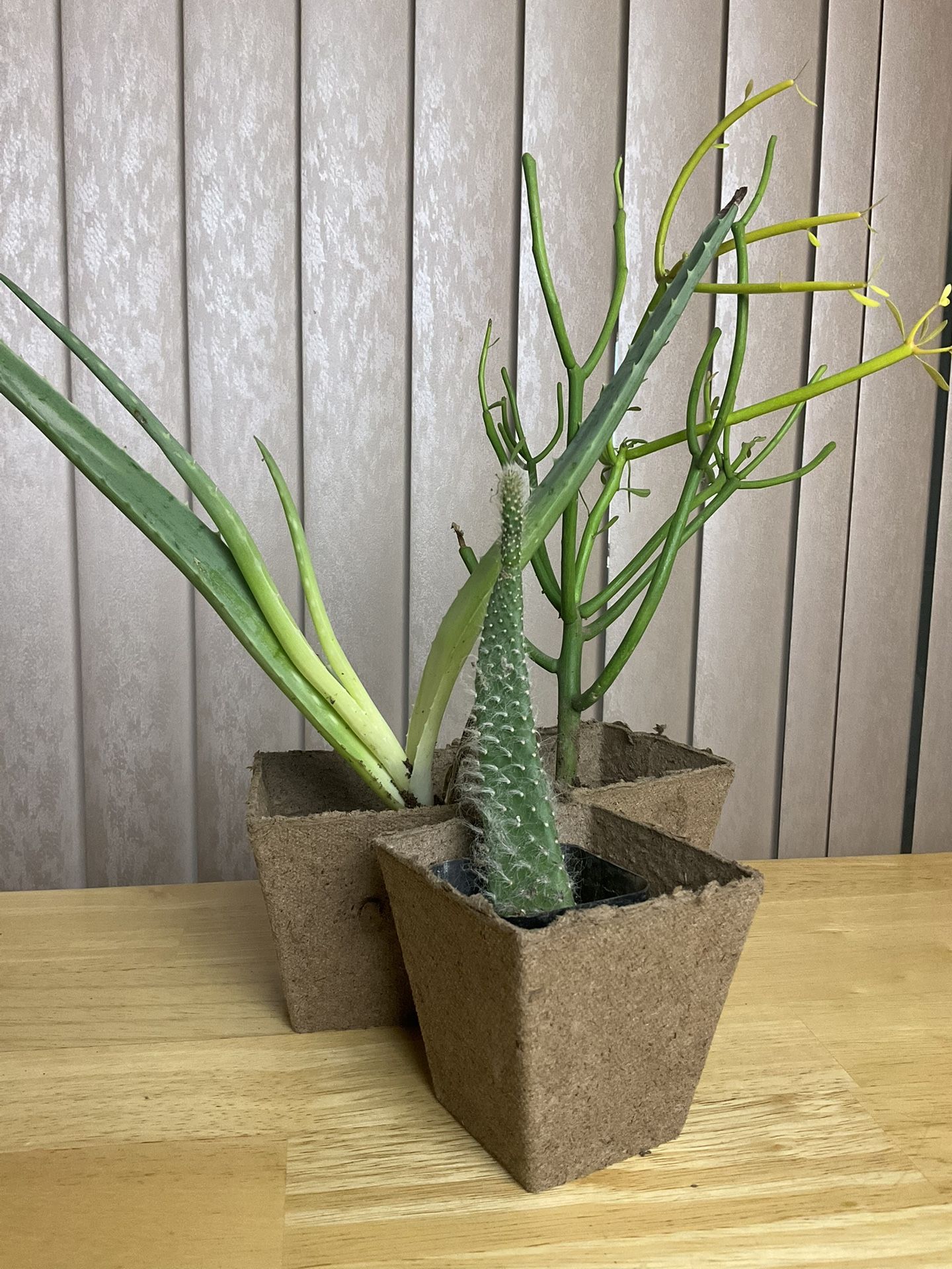 Plants Tools  35ave/Glendale 