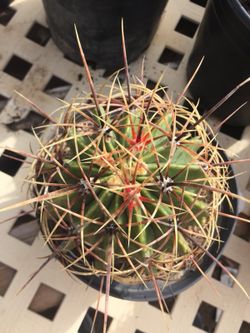 Cactus 6”