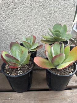 Kalanchoe Succulent Plants in Black Pots
